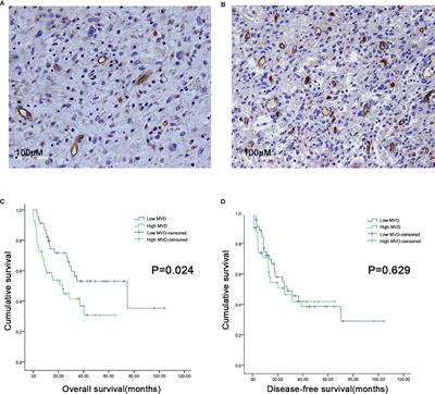 Frontiers Anti Tumor Effect Of Apatinib And Relevant Mechanisms In